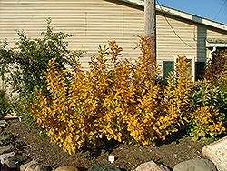 Scottish Gold Witchhazel (Hamamelis x intermedia 'Scottish Gold') at Lakeshore Garden Centres