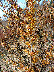 Scottish Gold Witchhazel (Hamamelis x intermedia 'Scottish Gold') at Lakeshore Garden Centres