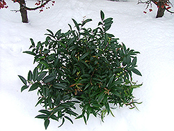 Squirt Fetterbush (Leucothoe axillaris 'Squazam') at Lakeshore Garden Centres