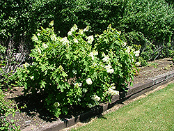 White Clouds Hydrangea (Hydrangea quercifolia 'White Clouds') at Lakeshore Garden Centres