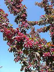 American Salute Flowering Crab (Malus 'Amsalzam') at Lakeshore Garden Centres