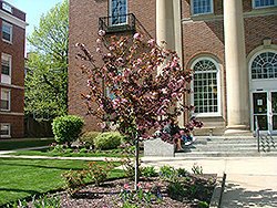 American Salute Flowering Crab (Malus 'Amsalzam') at Lakeshore Garden Centres