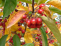 American Spirit Flowering Crab (Malus 'Amerspirzam') at Lakeshore Garden Centres