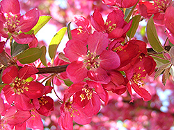 American Spirit Flowering Crab (Malus 'Amerspirzam') at Lakeshore Garden Centres