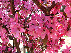 American Triumph Flowering Crab (Malus 'Amertrizam') at Lakeshore Garden Centres