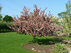 Canterbury Flowering Crab (Malus 'Canterzam') at Lakeshore Garden Centres