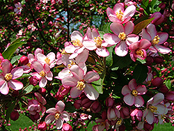 Canterbury Flowering Crab (Malus 'Canterzam') at Lakeshore Garden Centres