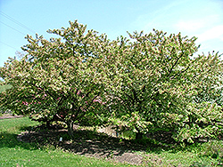 Excalibur Flowering Crab (Malus 'Excalibur') at Lakeshore Garden Centres