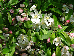 Excalibur Flowering Crab (Malus 'Excalibur') at Lakeshore Garden Centres