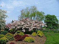 Guinevere Flowering Crab (Malus 'Guinzam') at Lakeshore Garden Centres