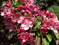 Hamlet Flowering Crab (Malus 'Hamzam') at Lakeshore Garden Centres
