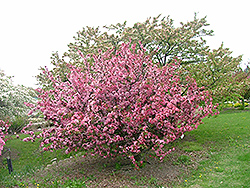 Hamlet Flowering Crab (Malus 'Hamzam') at Lakeshore Garden Centres