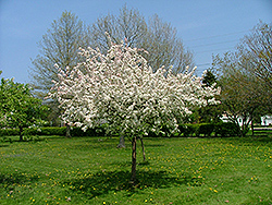Holiday Gold Flowering Crab (Malus 'Hozam') at Lakeshore Garden Centres