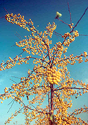 Holiday Gold Flowering Crab (Malus 'Hozam') at Lakeshore Garden Centres
