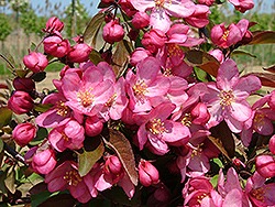 Ivanhoe Flowering Crab (Malus 'Ivazam') at Lakeshore Garden Centres