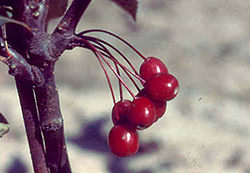 Ivanhoe Flowering Crab (Malus 'Ivazam') at Lakeshore Garden Centres