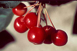 King Arthur Flowering Crab (Malus 'Kinarzam') at Lakeshore Garden Centres