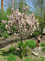 Sir Galahad II Flowering Crab (Malus 'Sirgazam') at Lakeshore Garden Centres