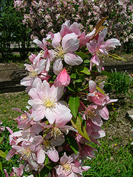 Sir Galahad II Flowering Crab (Malus 'Sirgazam') at Lakeshore Garden Centres