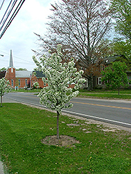 Sweet Sugar Tyme Flowering Crab (Malus 'Swesutyzam') at Lakeshore Garden Centres