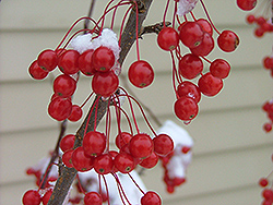 Sweet Sugar Tyme Flowering Crab (Malus 'Swesutyzam') at Lakeshore Garden Centres