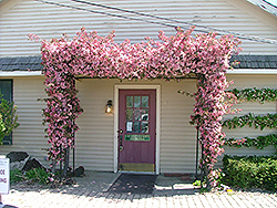 Weeping Candied Apple Flowering Crab (Malus 'Weeping Candied Apple') at Lakeshore Garden Centres
