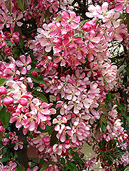 Weeping Candied Apple Flowering Crab (Malus 'Weeping Candied Apple') at Lakeshore Garden Centres
