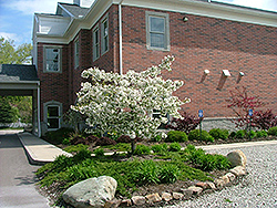 Weeping Madonna Flowering Crab (Malus 'Wemazam') at Lakeshore Garden Centres