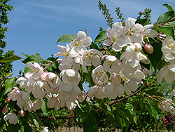 Weeping Madonna Flowering Crab (Malus 'Wemazam') at Lakeshore Garden Centres