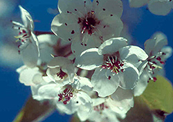 Burgundy Snow Ornamental Pear (Pyrus calleryana 'Bursnozam') at Lakeshore Garden Centres