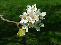 Gladiator Ornamental Pear (Pyrus calleryana 'Gladzam') at Lakeshore Garden Centres