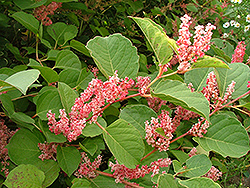 Glo-worm Japanese Knotweed (Polygonum reynoutria 'Glozam') at Lakeshore Garden Centres
