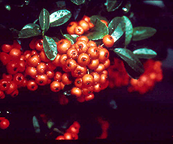 Gnome Firethorn (Pyracantha angustifolia 'Gnome') at Lakeshore Garden Centres