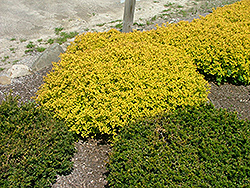 Gold Mine Spirea (Spiraea x bumalda 'Gomizam') at Lakeshore Garden Centres