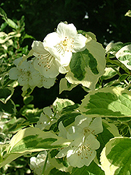 Icelandic Mockorange (Philadelphus coronarius 'Icezam') at Lakeshore Garden Centres