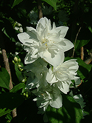 Incredible Snowflakes Mockorange (Philadelphus coronarius 'Incsnozam') at Lakeshore Garden Centres
