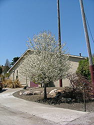 Jill Ornamental Pear (Pyrus calleryana 'Jilzam') at Lakeshore Garden Centres