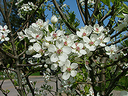 Jill Ornamental Pear (Pyrus calleryana 'Jilzam') at Lakeshore Garden Centres