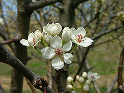 Lil Jill Ornamental Pear (Pyrus calleryana 'Liljilzam') at Lakeshore Garden Centres