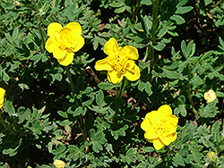 Little Gold Buttons Potentilla (Potentilla fruticosa 'Litgozam') at Lakeshore Garden Centres