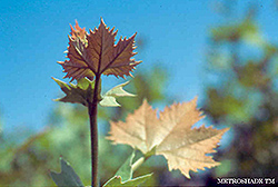Metroshade London Planetree (Platanus x acerifolia 'Metzam') at Lakeshore Garden Centres