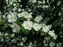 Romantic Night Mockorange (Philadelphus x lemoinei 'Romantic Night') at Lakeshore Garden Centres