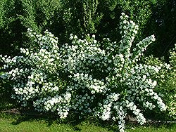 Romantic Night Mockorange (Philadelphus x lemoinei 'Romantic Night') at Lakeshore Garden Centres
