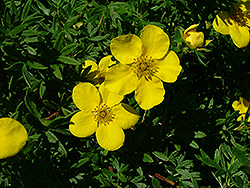 Solar Glow Potentilla (Potentilla fruticosa 'Soglozam') at Lakeshore Garden Centres