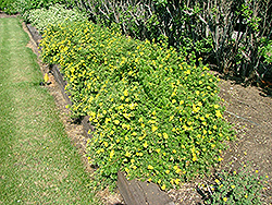 Solar Glow Potentilla (Potentilla fruticosa 'Soglozam') at Lakeshore Garden Centres