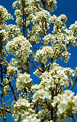 Valiant Ornamental Pear (Pyrus calleryana 'Valzam') at Lakeshore Garden Centres