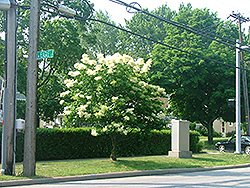 Vanilla Sky Japanese Tree Lilac (Syringa reticulata 'Vanskyzam') at Lakeshore Garden Centres