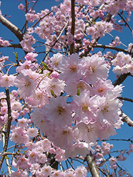 Weeping Pink Infusion Weeping Cherry (Prunus 'Wepinzam') at Lakeshore Garden Centres
