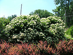 Cream Puffs Viburnum (Viburnum dentatum 'Crpuzam') at Lakeshore Garden Centres
