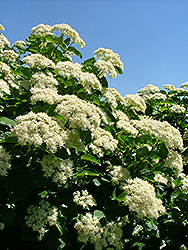 Cream Puffs Viburnum (Viburnum dentatum 'Crpuzam') at Lakeshore Garden Centres